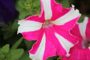 IMG_3550.JPG
