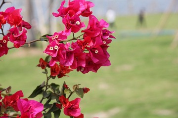 IMG_3595.JPG