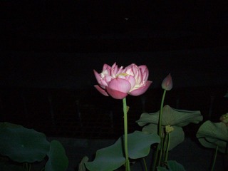 CIMG0366.JPG
