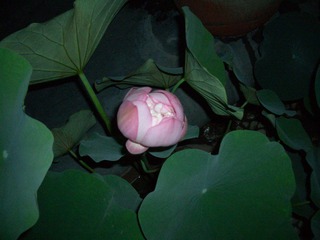 CIMG0367.JPG