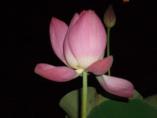 CIMG0369.JPG