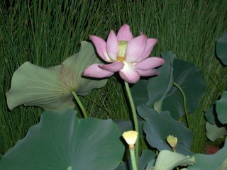 CIMG0372.JPG
