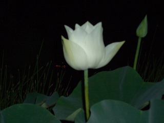 CIMG0373.JPG
