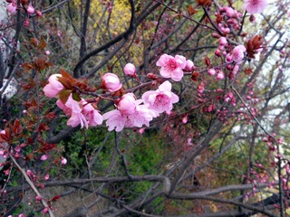 花开袭人 (105).jpg