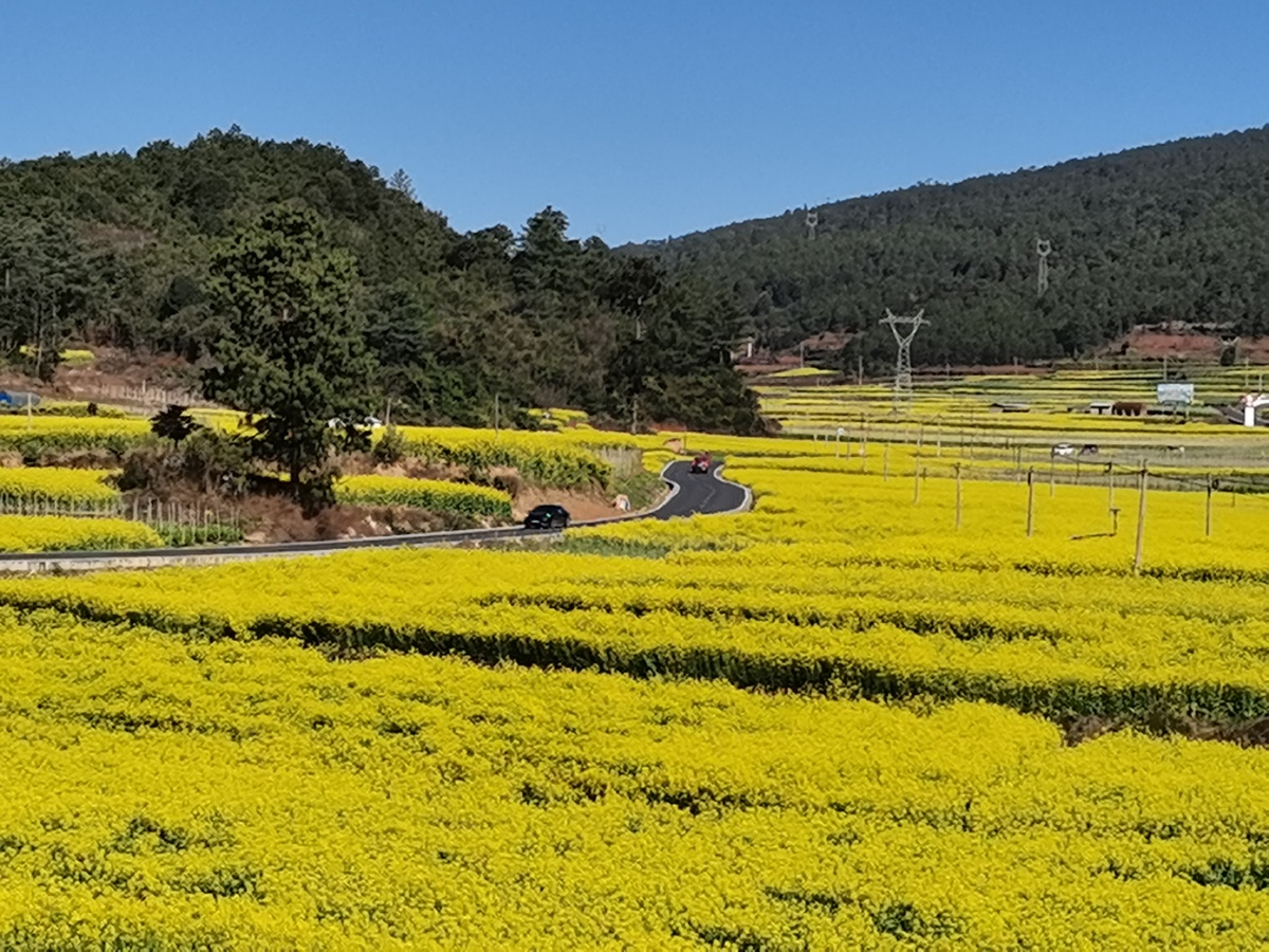 花海- 平安吉祥摄影 - 图虫
