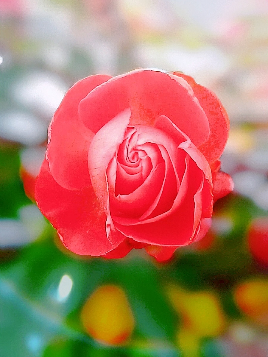 夜拍红色野玫瑰特写