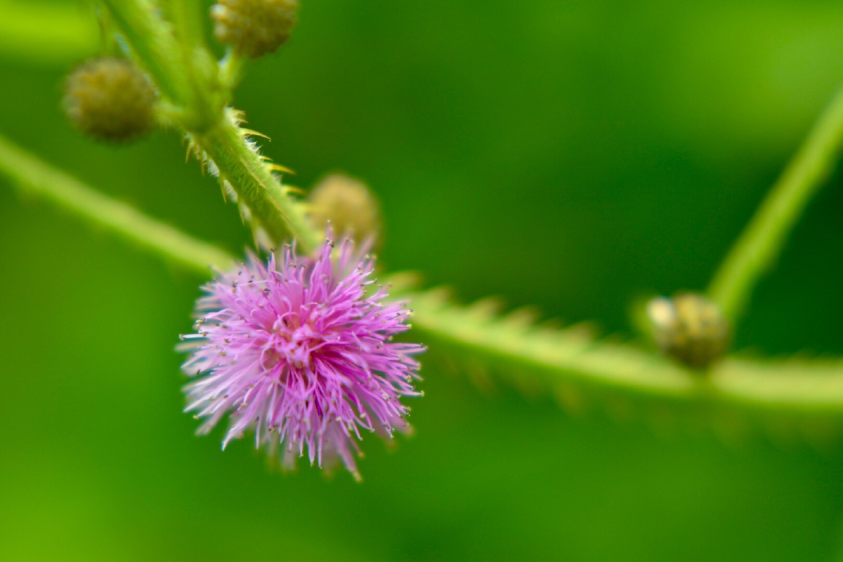 花苞植物 昆虫 微距艺术 植物虫子 特写 倒悬花儿 红用心观察世界关注