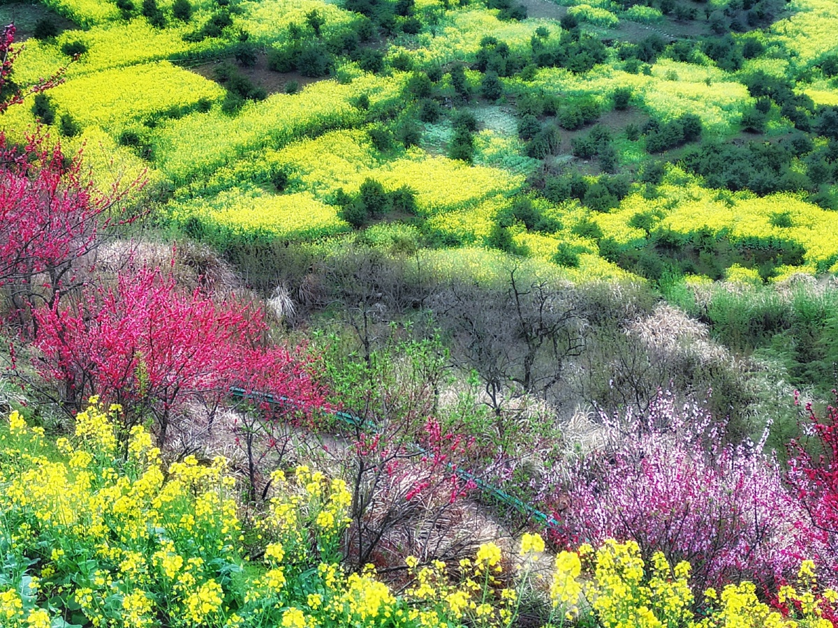 雪黎-手机摄影2021年3月26日1249关注山野春色2021春天摄影大赛春天花