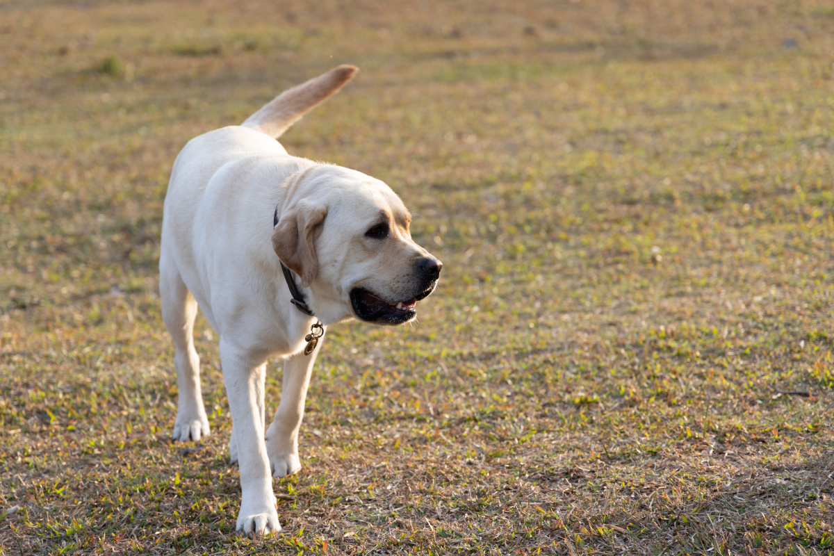 拉布拉多犬 - 美应 - 图虫