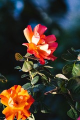 3445AE79-709D-4A51-809A-3283A63D0CCF/L0/001