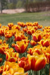 IMG_2922.JPG