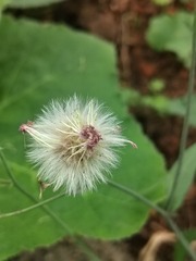 1000041735
