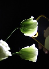 872159FD-C816-4979-AC68-4FB50A84B531/L0/001