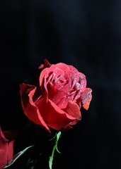A48D41B9-536C-4AA0-9556-041BC9D64ED9/L0/001
