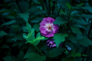 C48357C2-48D7-4471-83C1-915C681DFF25/L0/001