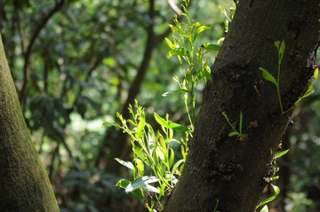 IMGP0512.JPG