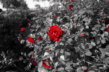 DSC00800.JPG