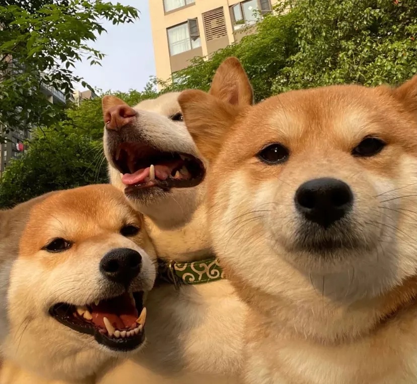 3个狗狗表情动作都是一样的,看来这几个狗狗平日里没少互相模仿呀!