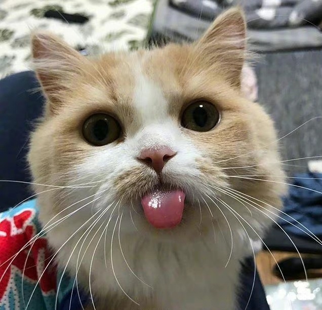 爱吐舌头的小猫咪太可爱了676767