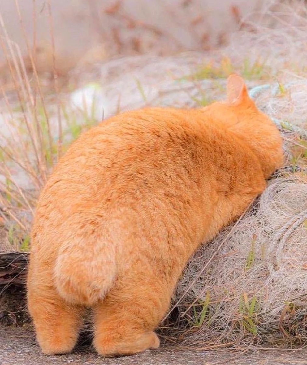 这只胖橘猫的尾巴是短的,但是看起来非常可爱的样子,尾巴短了并没有