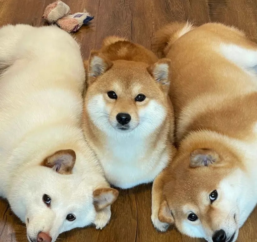 3个狗狗表情动作都是一样的,看来这几个狗狗平日里没少互相模仿呀!