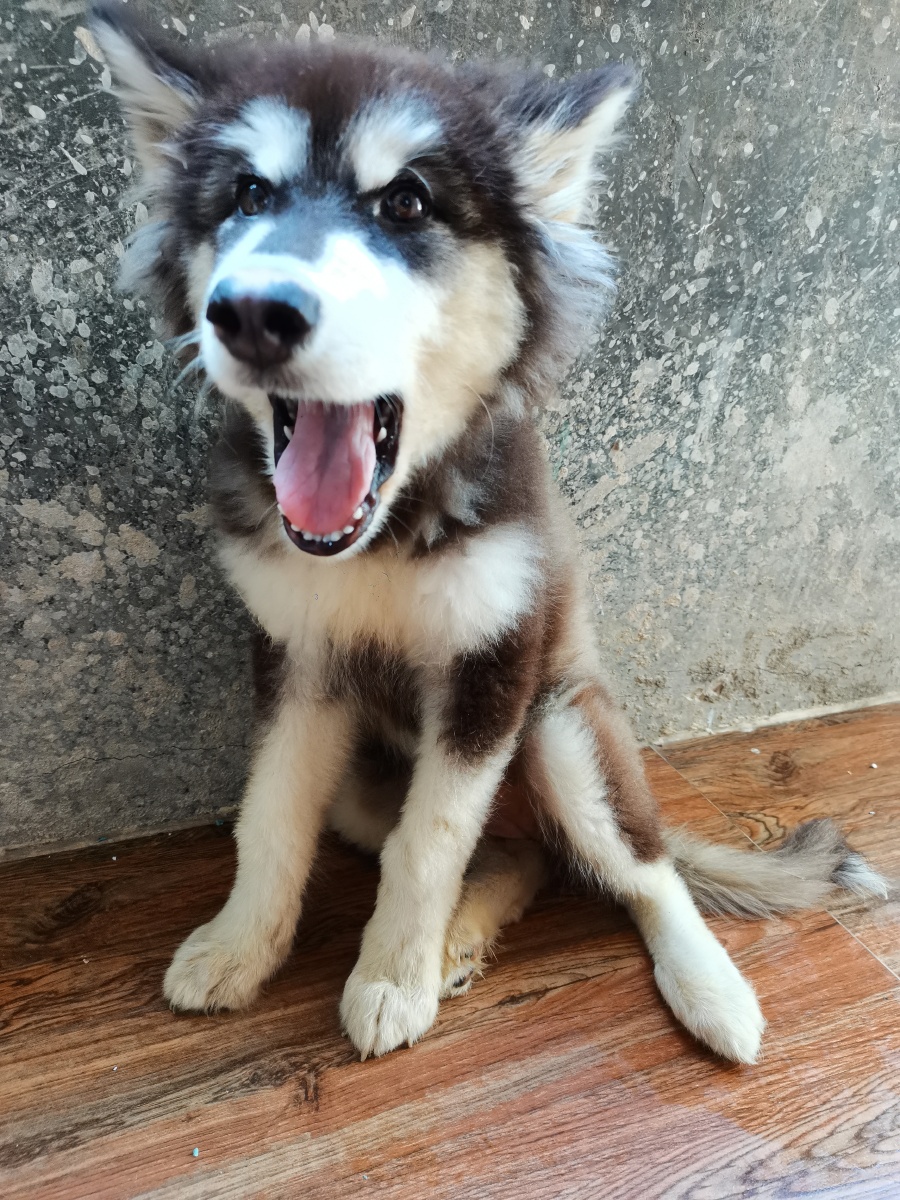 养阿拉斯加的人伤不起，养阿拉斯加犬的人怎么样