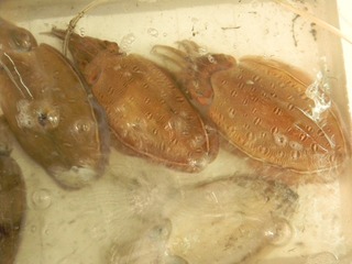 照片 065.jpg