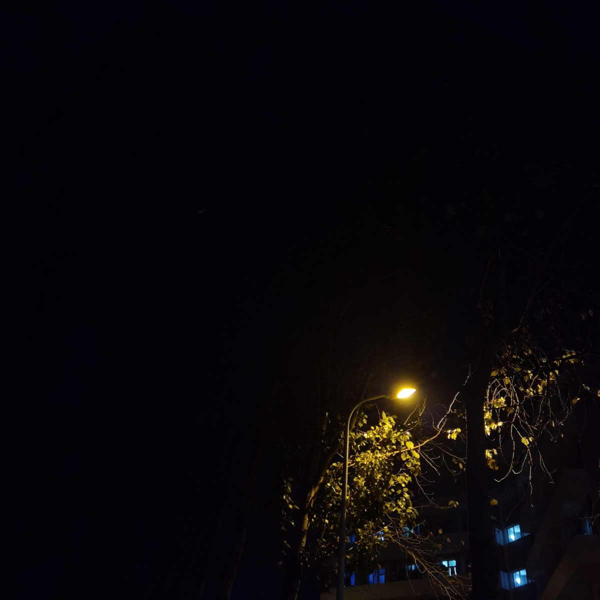 夜晚走在学校里昏黄路灯照着树和楼