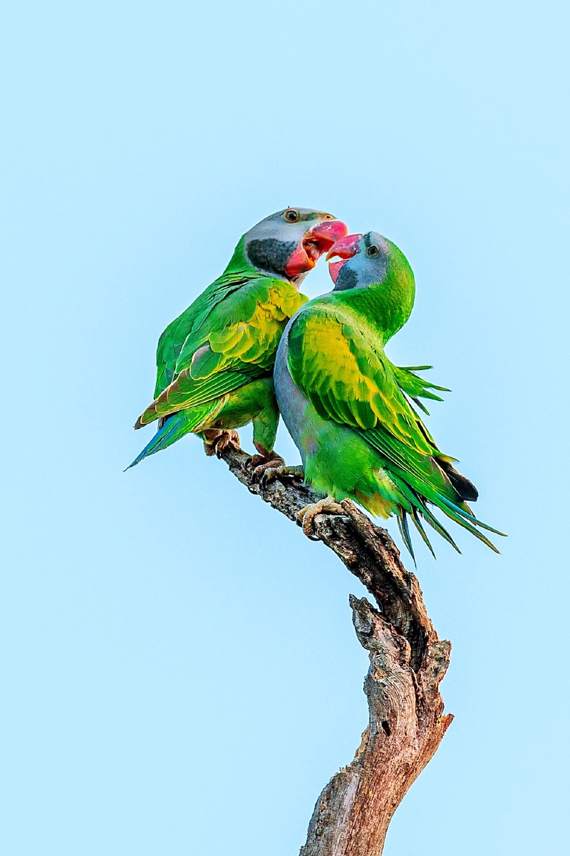 云南普洱布朗山寨的大紫胸鹦鹉 - 摄影师尼斯佳 - 图虫