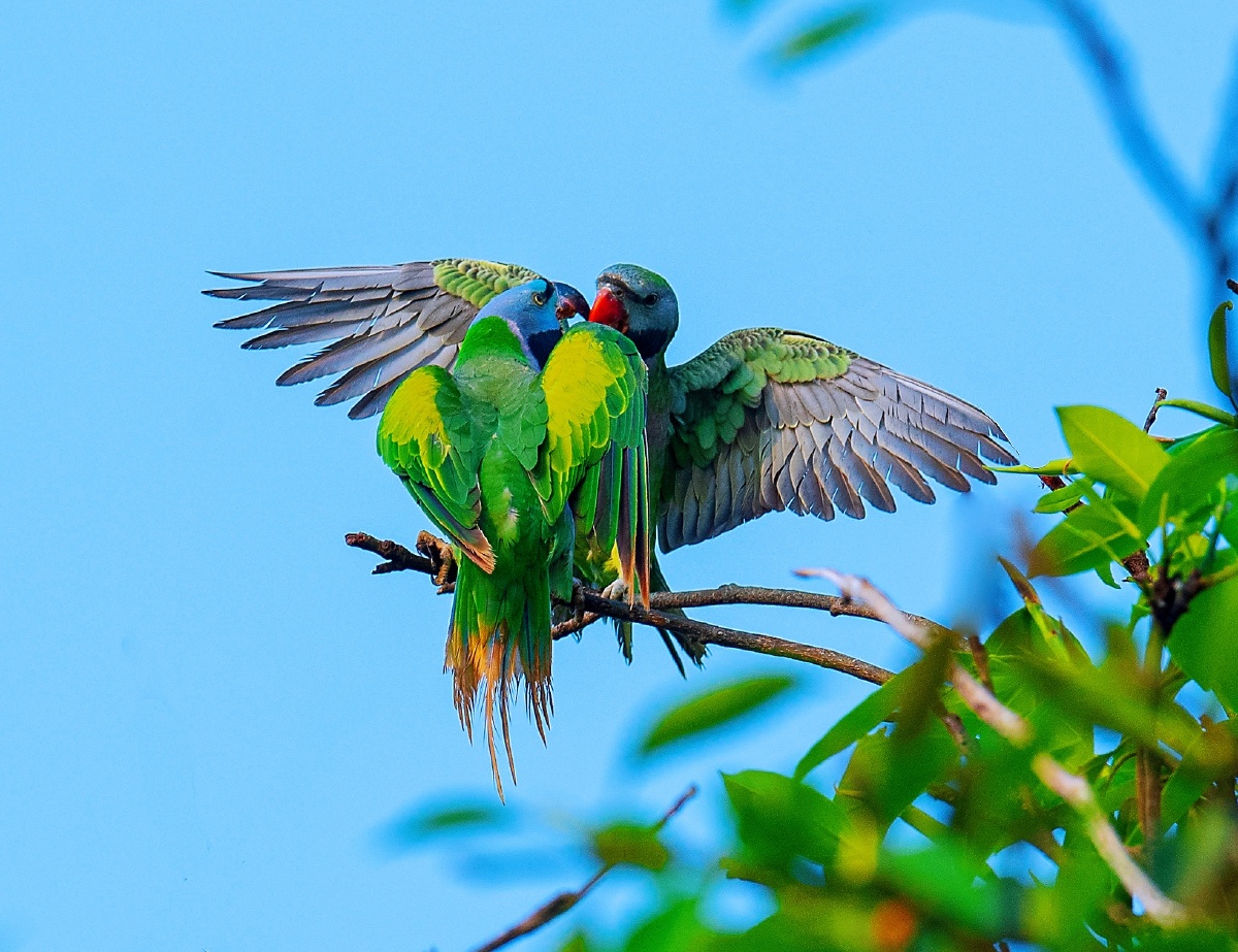 云南普洱布朗山寨的大紫胸鹦鹉 - 摄影师尼斯佳 - 图虫