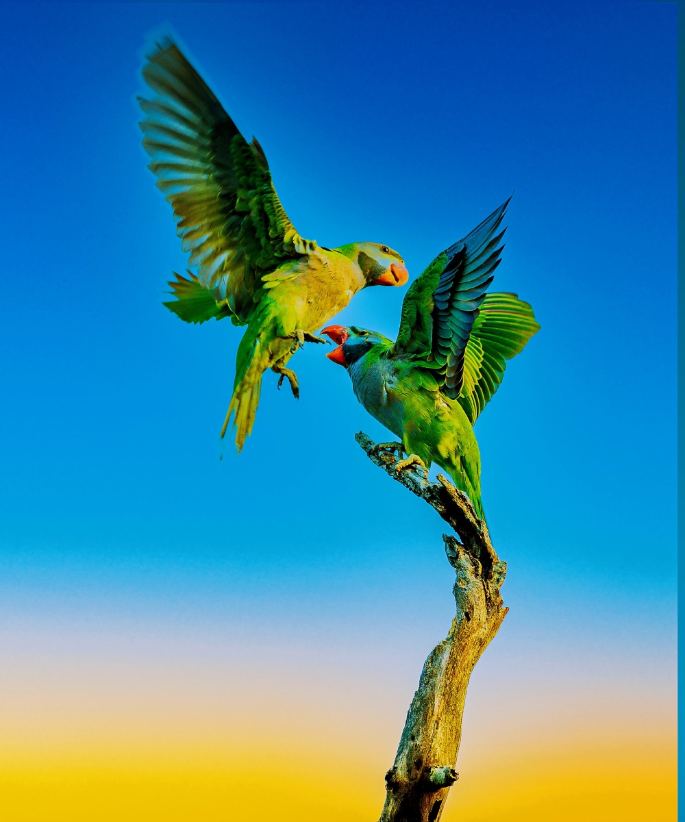 云南普洱布朗山寨的大紫胸鹦鹉 - 摄影师尼斯佳 - 图虫