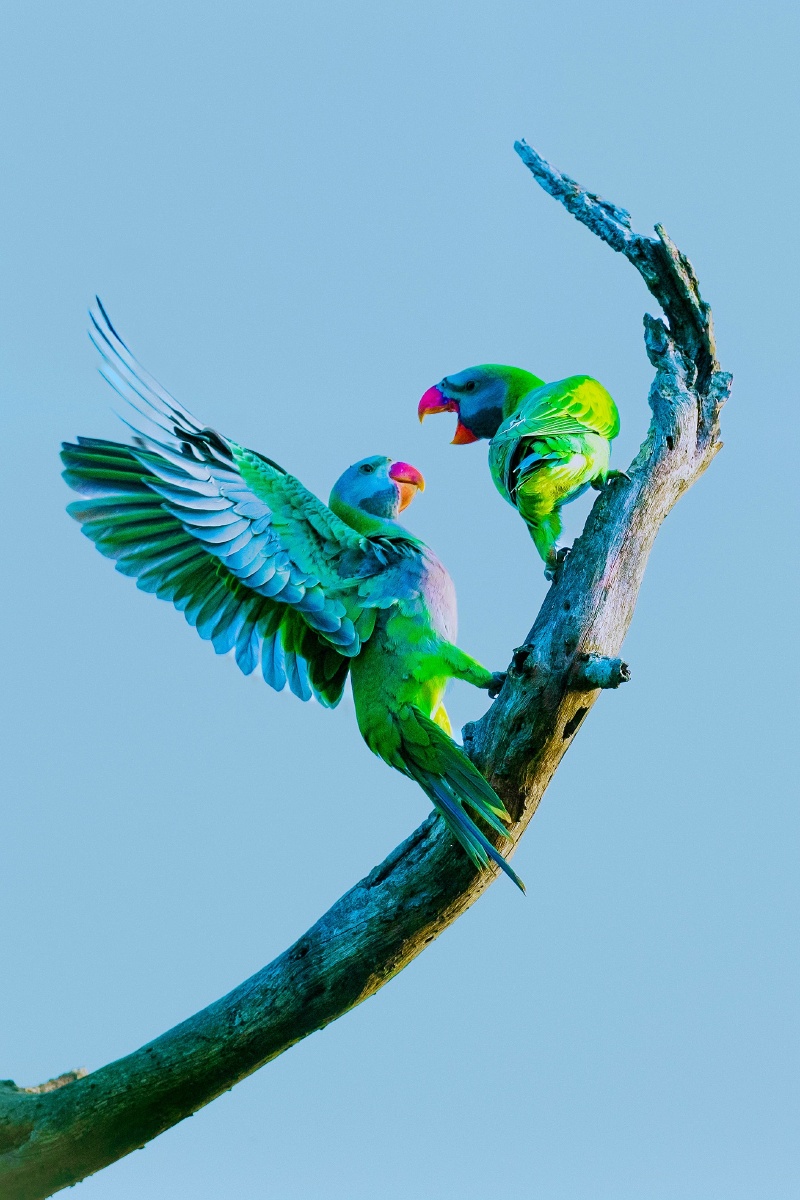 云南普洱布朗山寨的大紫胸鹦鹉 - 摄影师尼斯佳 - 图虫