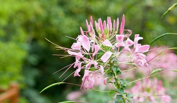 DSC_1016.jpg