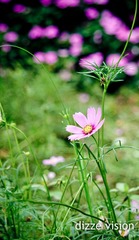 DSC_1007.jpg