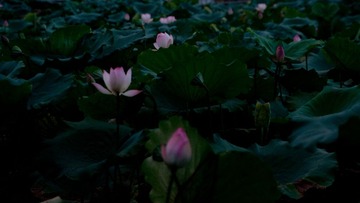 DSC_0042.jpg