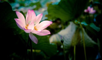 DSC_0088.jpg