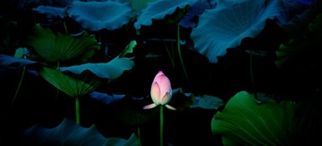 DSC_0056.jpg