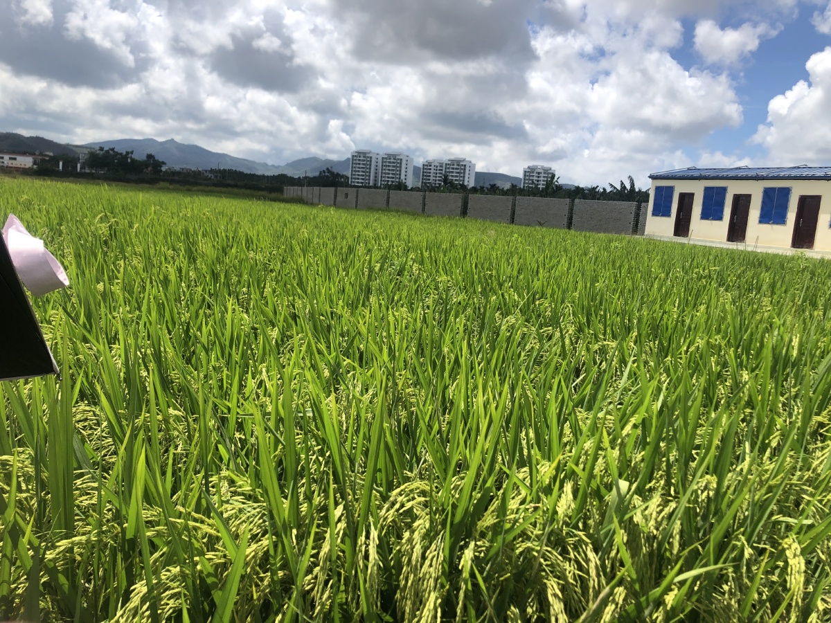 三亚南繁育种基地茂盛的水稻