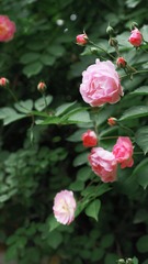 55F0D714-697E-4163-927D-9150046509AF/L0/001