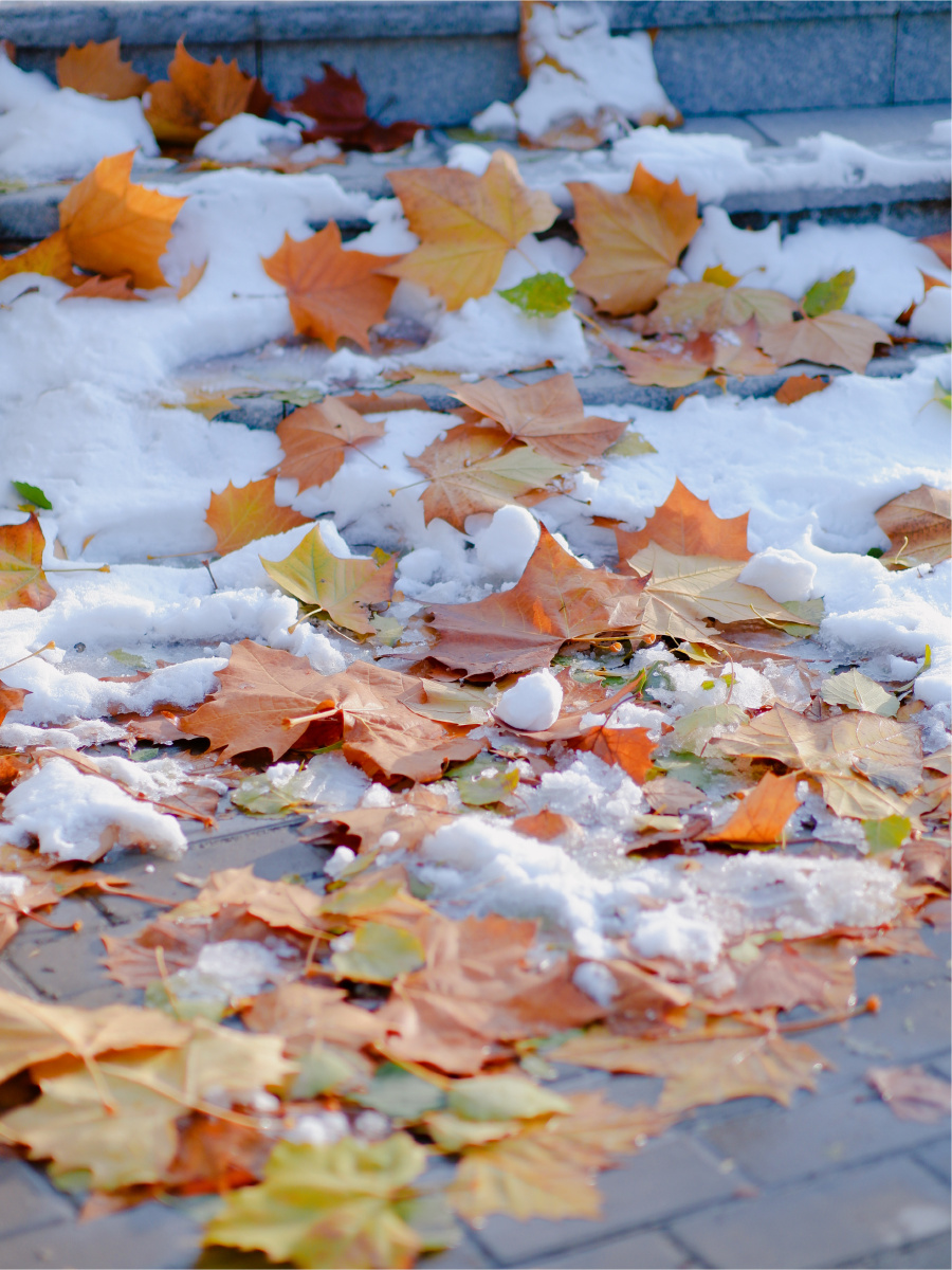 北京初雪雪地上的落叶