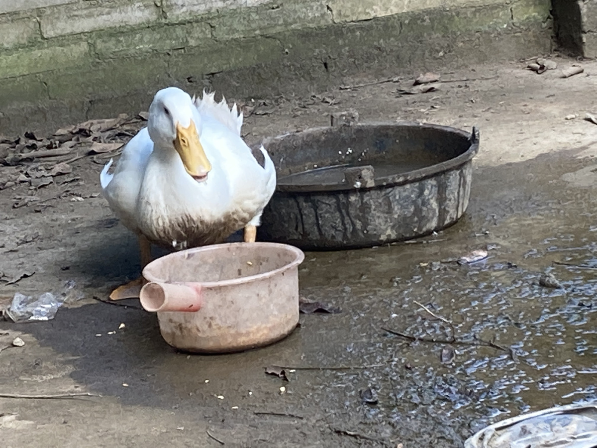 中国家鸭子白鸭一点不比柯尔鸭颜值差为啥不能像柯尔鸭那样卖一万元