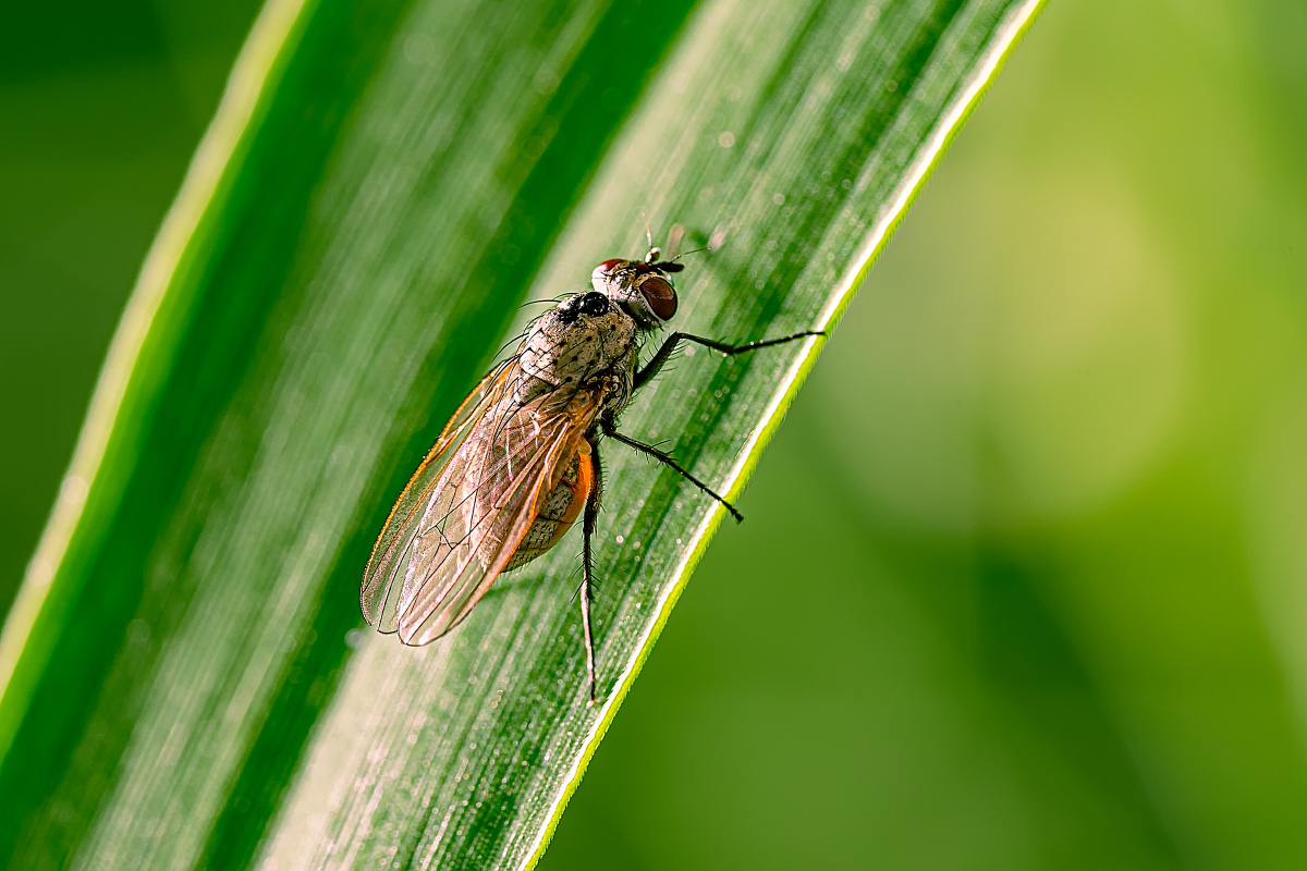 怀孕的母苍蝇 - 周伴帆 - 图虫