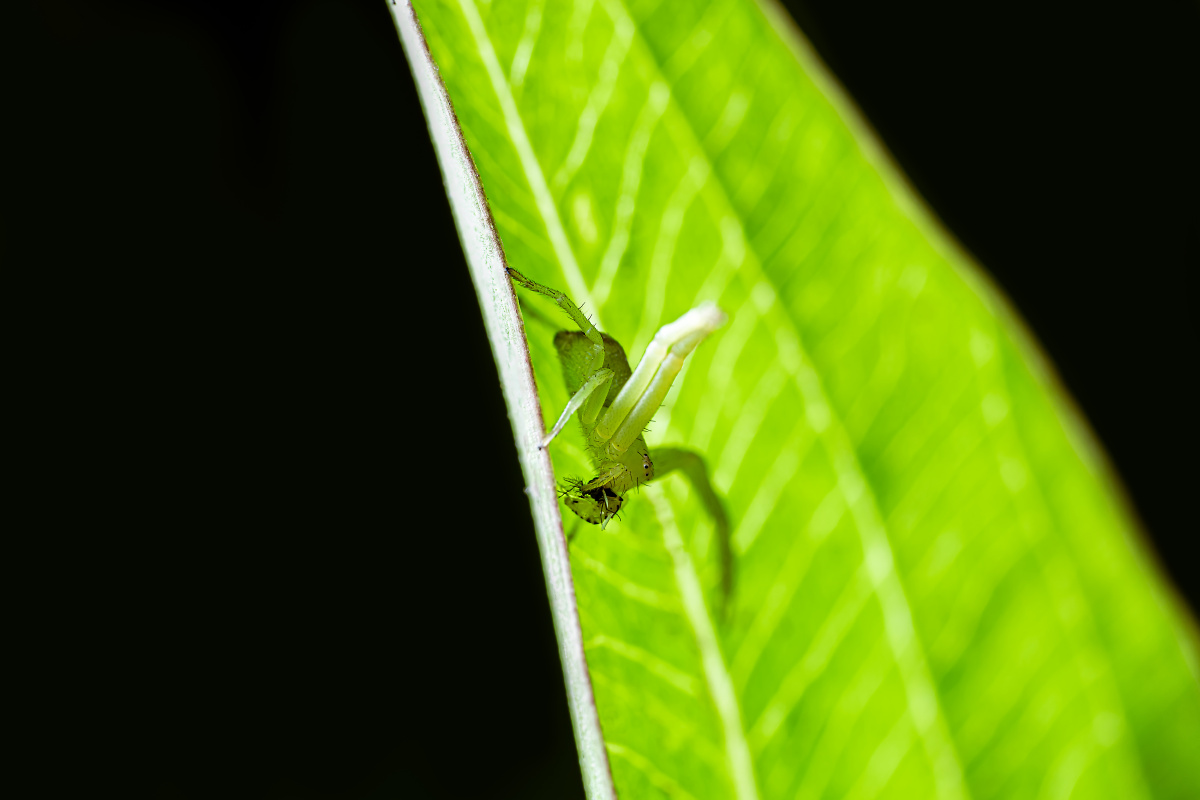 捕获猎物的嫩叶蛛 - 周伴帆 - 图虫