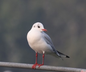 35685