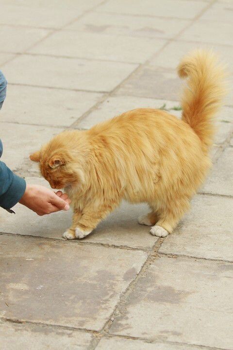 校园猫<br />
