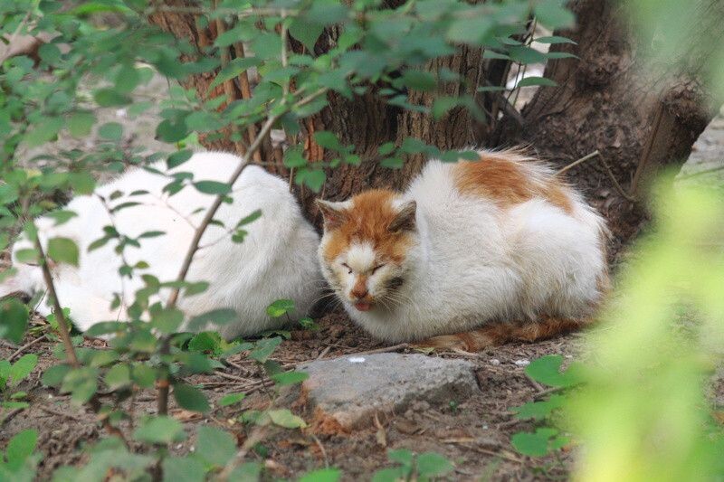 罹患重病的校园猫<br />