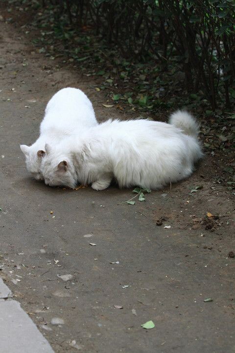 校园猫<br />