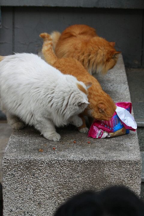 校园猫<br />