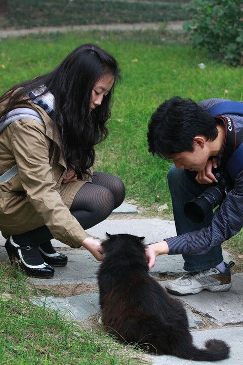 接受爱抚的校园猫<br />