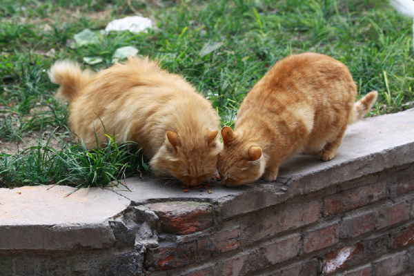 青年摄影学会与北京大学流浪的天使动物关爱协会（猫协）联合举行校园猫 